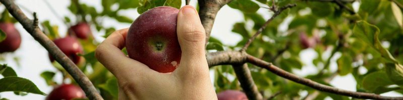 red apple fruit on persons hand