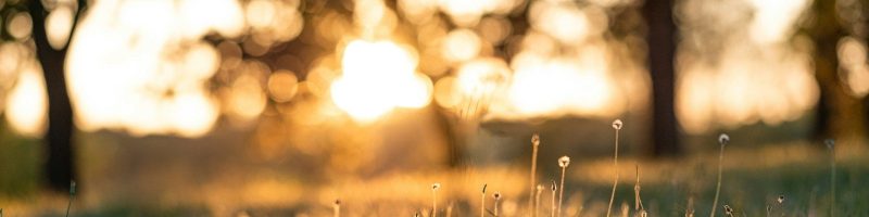 green grass during golden hour