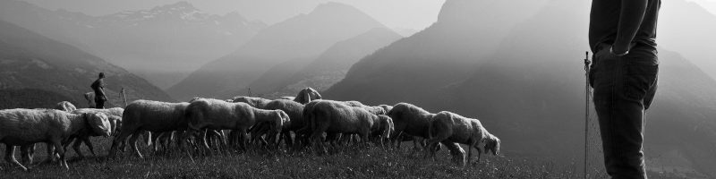 grayscale photo of man in front of animals