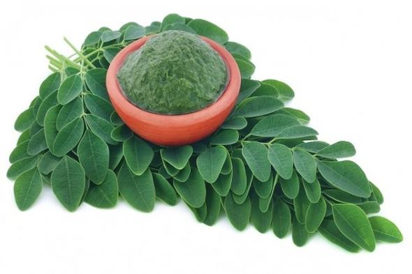Moringa er livets mirakeltre som aldri dør