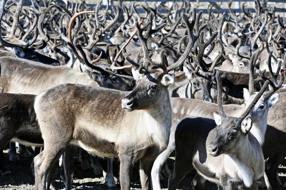Naturen kan gi menneskene alt de trenger når de slutter å ødelegge den