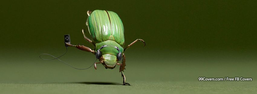 Beetle Pod Dance Images