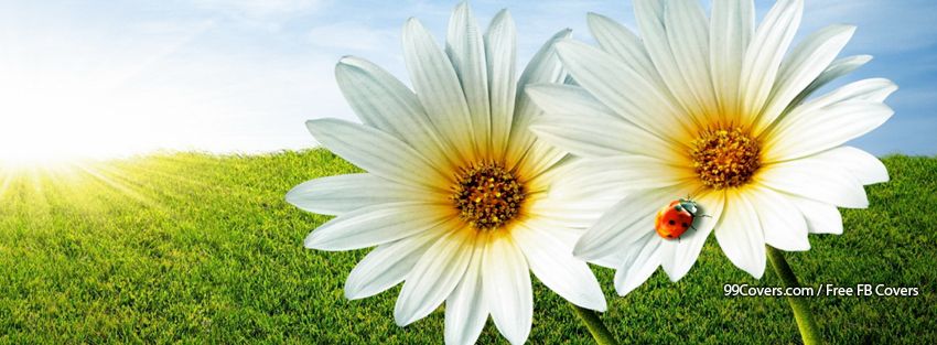 Ladybug Flower Pictures