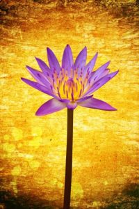 Descargar 111 Poemas Zen para una Vida Mejor pdf, epub, ebook