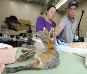 Descargar plantilla de plan de negocios para la apertura de un servicio de taxidermia en español! pdf, epub, ebook