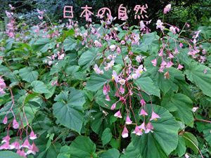 Descargar NIHONNOSHIZEN (Japanese Edition) pdf, epub, ebook