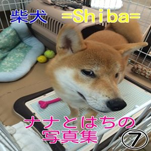 Descargar sibainunanatohachinosyasinsyu (Japanese Edition) pdf, epub, ebook