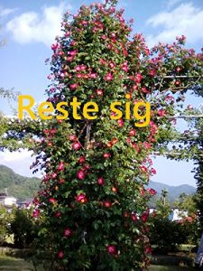 Descargar Reste sig (Swedish Edition) pdf, epub, ebook
