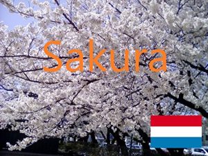 Descargar Sakura (Dutch Edition) pdf, epub, ebook