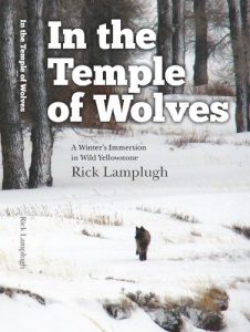Download In the Temple of Wolves:  A Winter’s Immersion in Wild Yellowstone pdf, epub, ebook