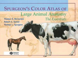 Download Spurgeon’s Color Atlas of Large Animal Anatomy: The Essentials pdf, epub, ebook