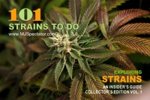 Download Marijuana Strains – 101 Strains To Do pdf, epub, ebook