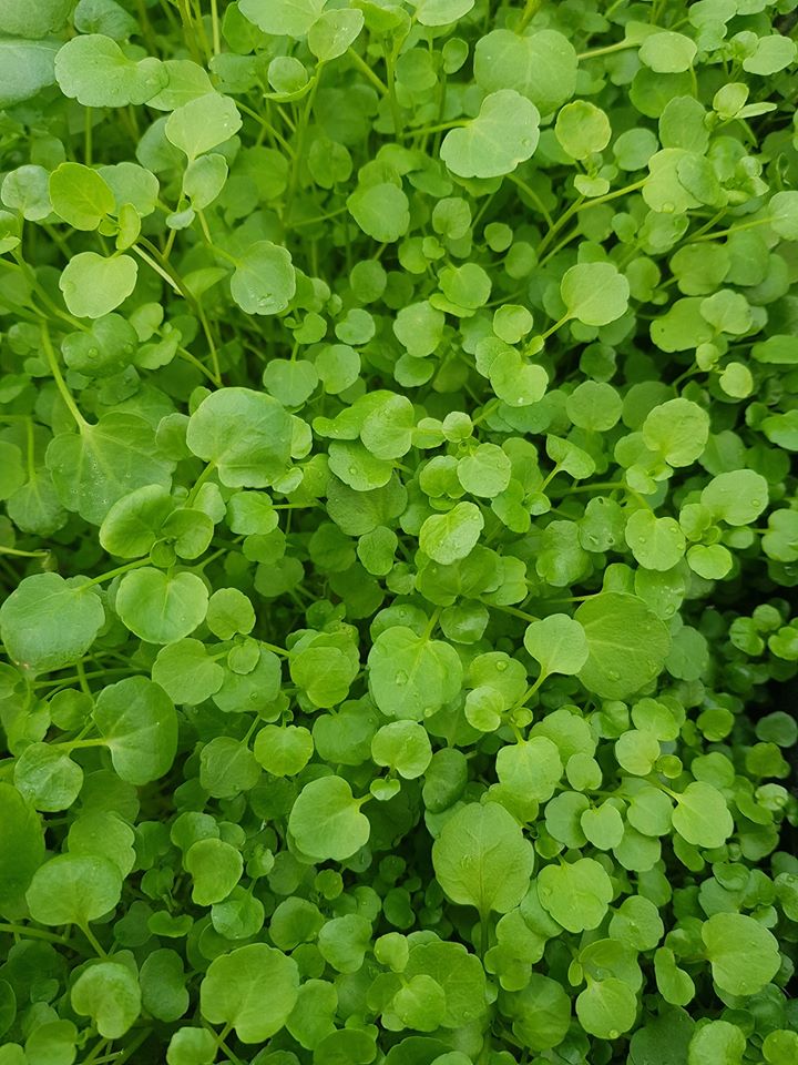 Gallery New Zealand Hydroponic Watercress