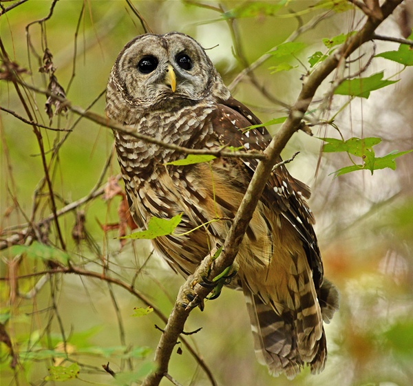 Alabama Birding Trails