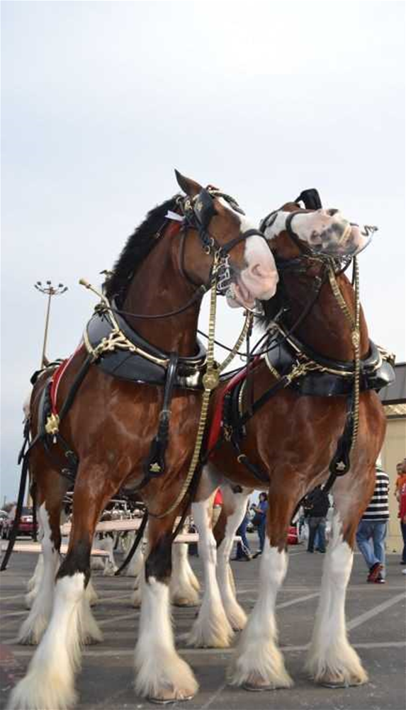 Clydesdales on the Corner