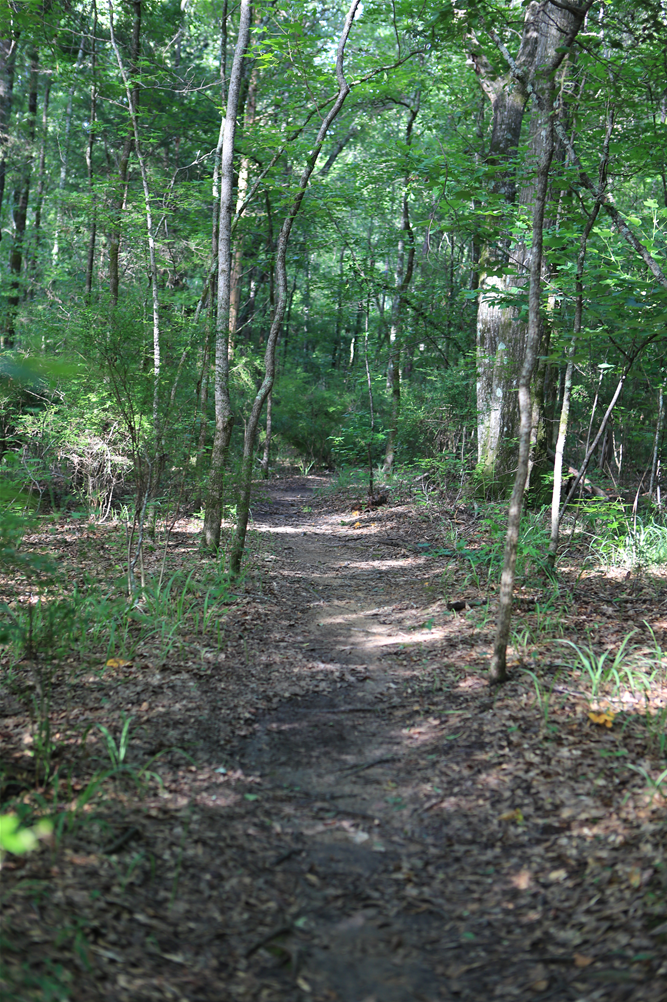 Lake Wilmore Trail