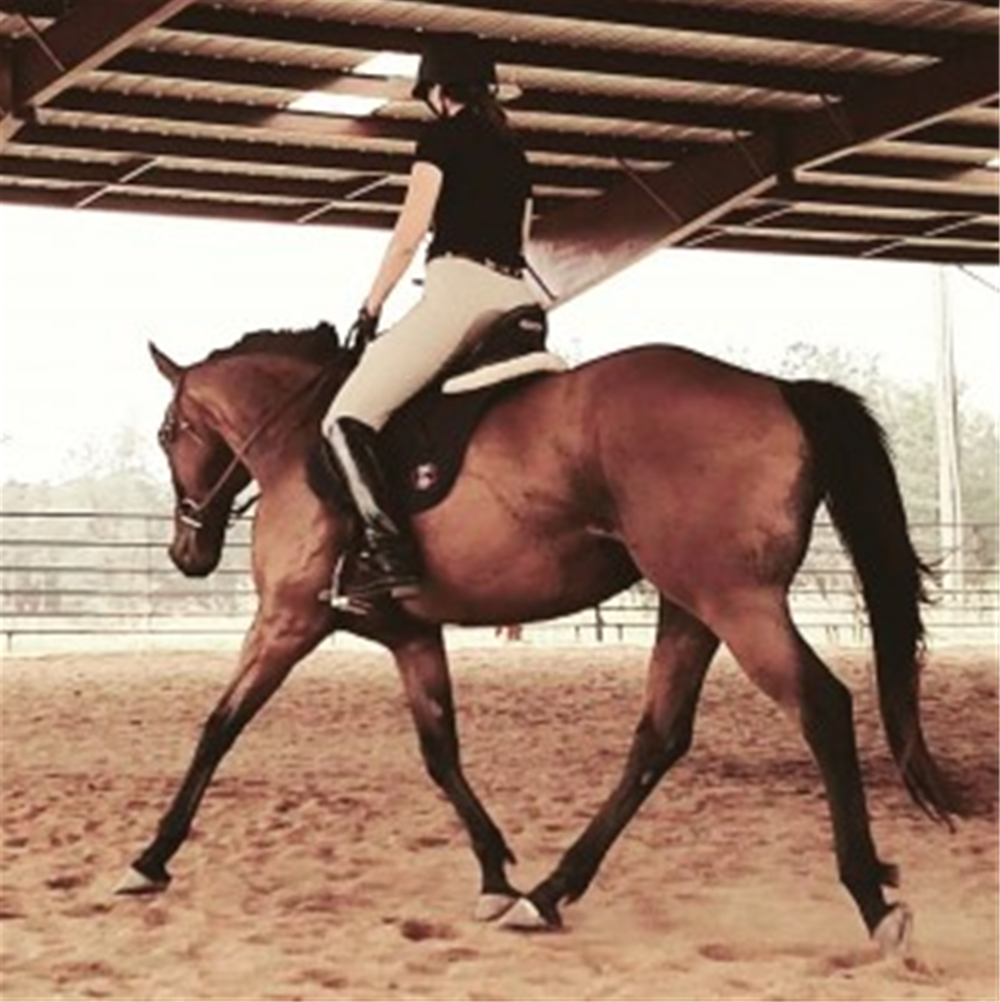The Stables of Shiloh Farms