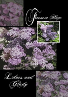 Lilacs and Glady