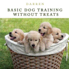 Basic Dog Training Without Treats