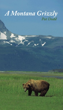A Montana Grizzly