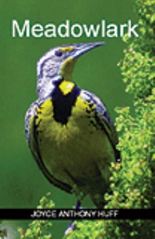 Meadowlark