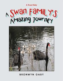 A Swan Family’s Amazing Journey