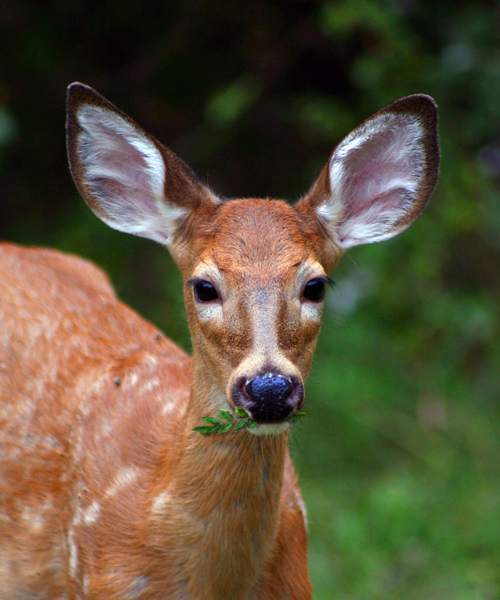 Deer Hunting Season Texas Preparing Yourself for Open Season Air Rifle Center