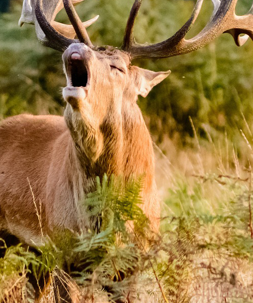 Deer Hunting in Florida What You Need to Know Beforehand Air Rifle