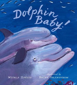 Dolphin Baby!