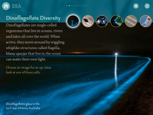 creatures of light dinoflagellates