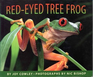 cowley_red-eyedtreefrog
