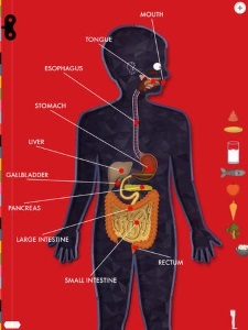 human body digestive system