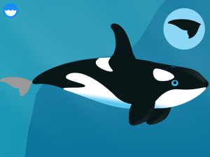 marcopolo ocean orca