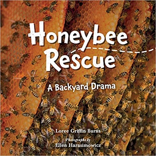 Honeybee Rescue: A Backyard Drama 