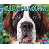 Saint Bernards