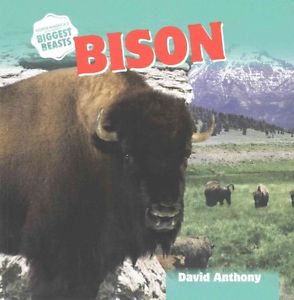 Bison
