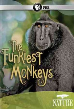 The Funkiest Monkeys