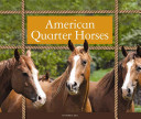 American Quarter Horses