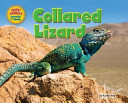 Collared Lizard
