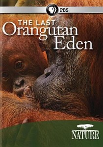 The Last Orangutan Eden