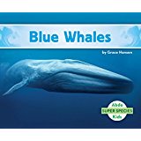Blue Whales