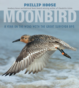 Moonbird, Delaware Shore Bird that Inspired Phillip Hoose Book, Still Flies