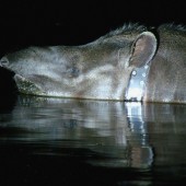 Sy Montgomery the tapir