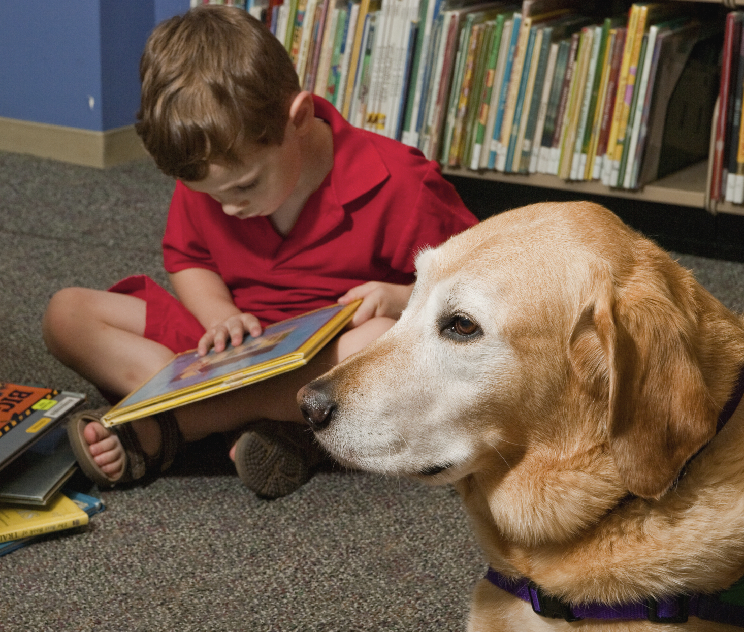 At Virginia Libraries, Kids Will Read with Dogs This Summer to Bone Up on Literacy