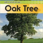 Life Cycle Oak Tree Cover Art