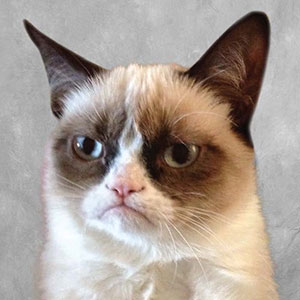 Grumpy Cat What are YOU looking at?