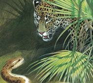 A Walk on the Wild Side, with Big Cats, Odd-Looking Creatures, and More | Nonfiction Preschool to Grade 4