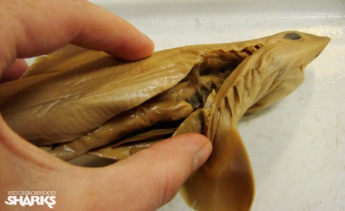 Roy dissects a baby hound shark. Photo credit: Katherine Roy, courtesy of John McCosker and the California Academy of Sciences