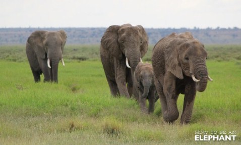 Photo credit: Katherine Roy, Amboseli National Park, Kenya