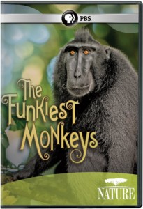 2014_TOP10_DVD_funkiest-monkeys